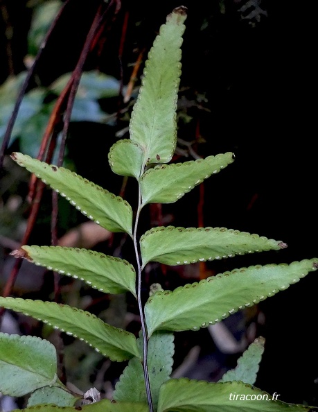 Lindsaea imrayana