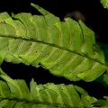 Lindsaea lherminieri