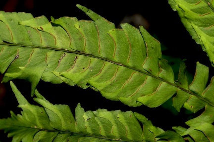 Lindsaea lherminieri
