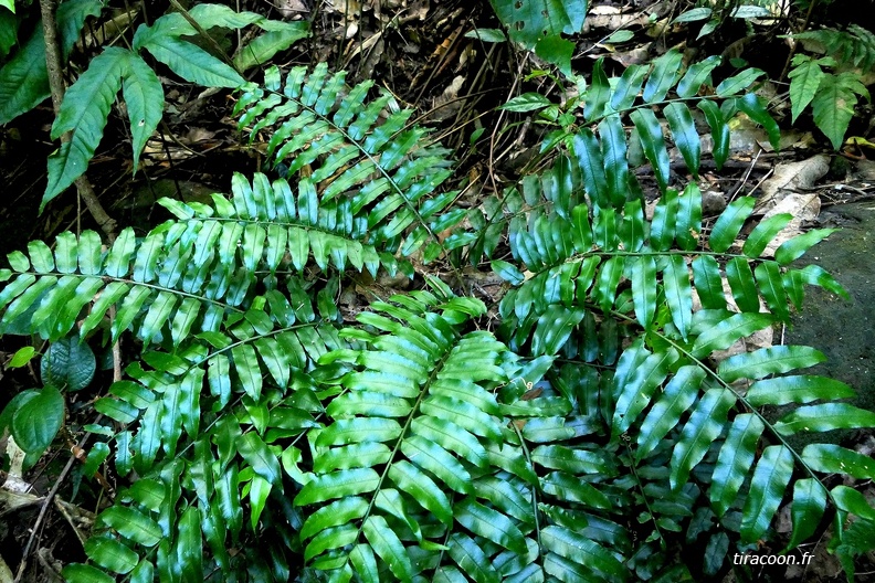 Lomariopsis sorbifolia