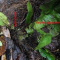 Dracoglossum plantagineum