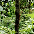 Lomariopsis sorbifolia