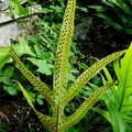 Microsorum scolopendria