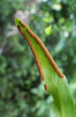 Pleopeltis marginata