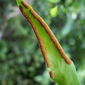 Pleopeltis marginata