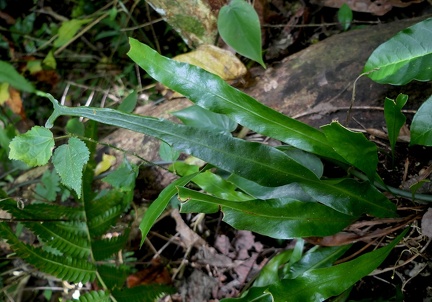 Pleopeltis marginata 