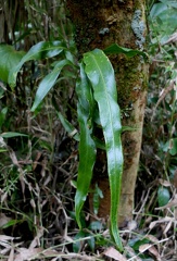 Pleopeltis marginata 