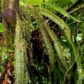 Mycopteris taxifolia