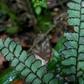 Adiantum latifolium 