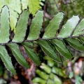 Adiantum tetraphyllum var. subsimplex