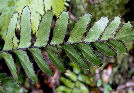Adiantum tetraphyllum var. subsimplex