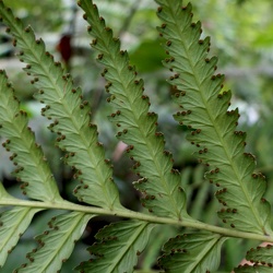 Saccolomataceae
