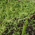 Selaginella rotundifolia 