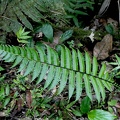 Amauropelta muscicola