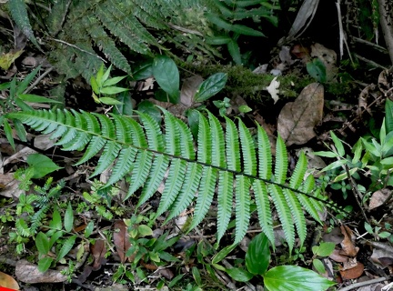 Amauropelta muscicola