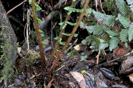 Amauropelta rustica