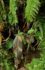 Trichomanes pinnatum