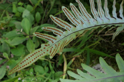 Phlebodium pseudoaureum