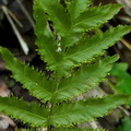 Trichomanes pinnatum