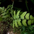 Asplenium salicifolium 