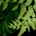 Asplenium salicifolium 
