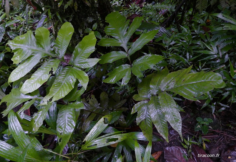 Tectaria trifoliata