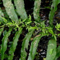 Tectaria incisa