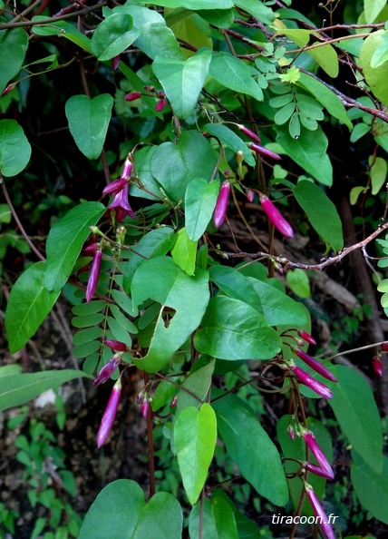 Jacquemontia solanifolia