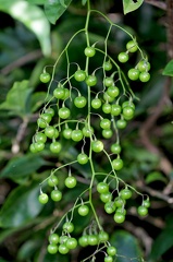	Solanum seaforthianum