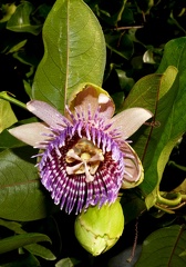 Passiflora laurifolia