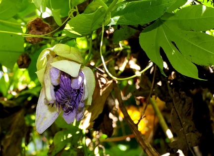 Passiflora serrato-digitata  