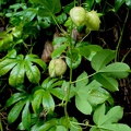 Passiflora serrato-digitata 