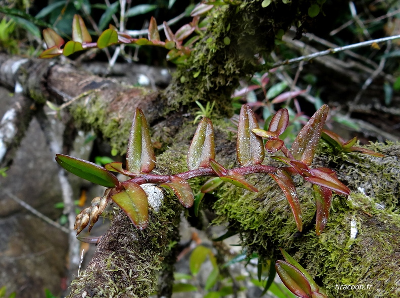 	Epidendrum strobiliferum	