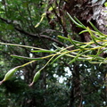 	Jacquiniella teretifolia	