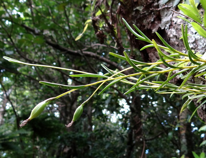 	Jacquiniella teretifolia	