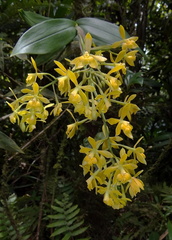 	Epidendrum mutelianum	