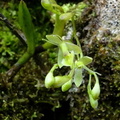 	Epidendrum vincentinum	