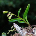 	Epidendrum miserrimum	