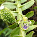 	Dichaea latifolia	