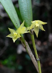 	Octomeria graminifolia