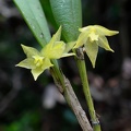 	Octomeria graminifolia