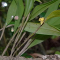 	Octomeria graminifolia	