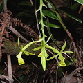 EpidendrumJamaicense.jpg