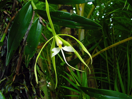 	Epidendrum nocturnum	