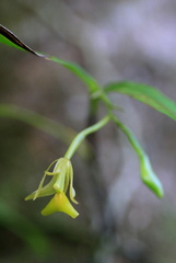 	Epidendrum jamaicense	