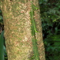 	Dichaea latifolia	