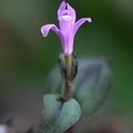 	Triphora surinamensis	