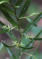 	Epidendrum ramosum	