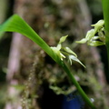 	Pleurothallis ruscifolia	
