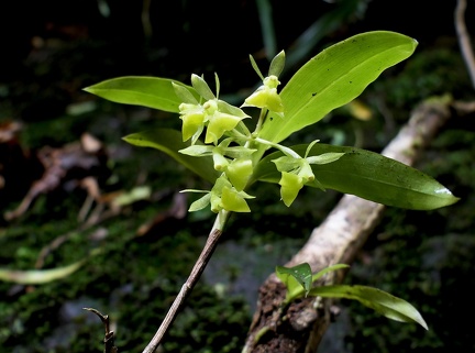	Epidendrum jamaicense